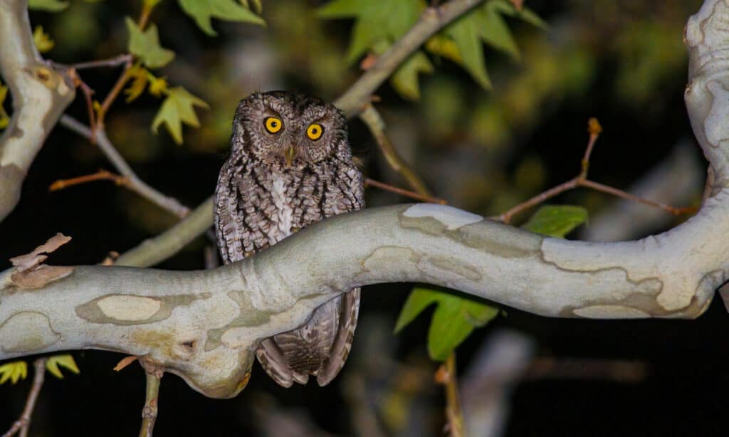 Whiskered Screech Owl at night