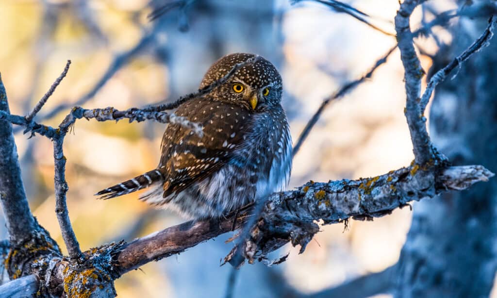 A Northern Pygmy Owlperched on a naked tree branch. The owl is various brown with flecks and bars of light gray to white. It as round eyes with yellow irises and black pupils. Out-of-focus natural background.