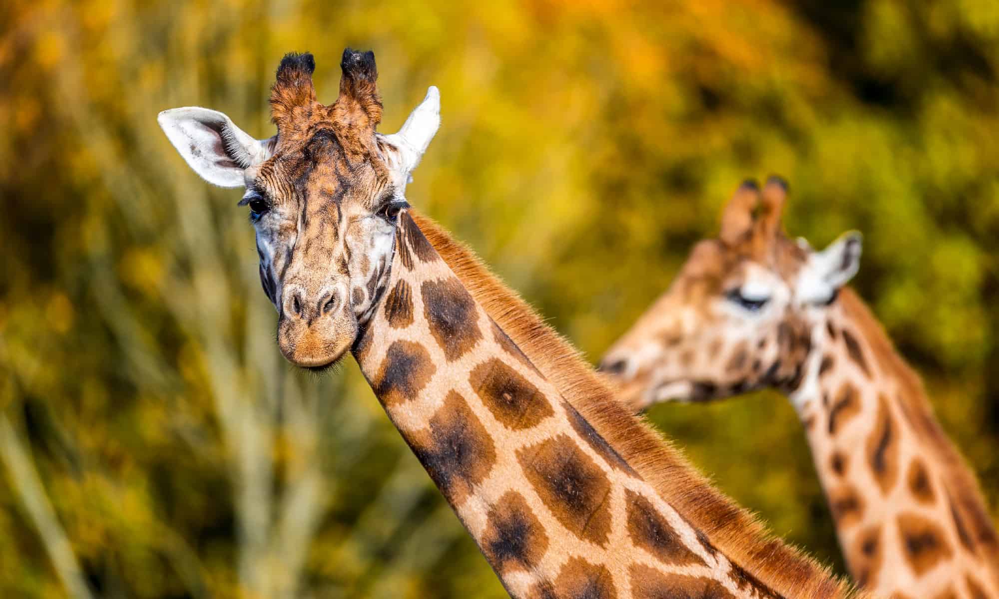 Giraffe Horns What Are They Called And What Is Their Purpose A Z 