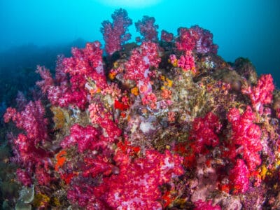 A 6 Types of Coral