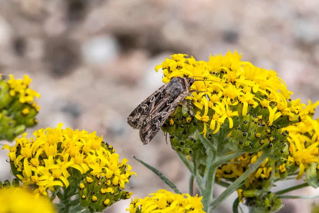 An army cutworm moth drinking nectar from a large yellow flower cluster. The month is  mostly brown, black and tan, with a beautiful pattern on its wings, 