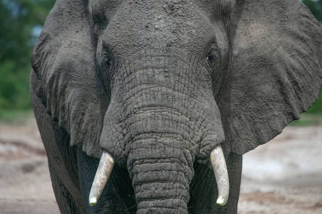 Front view of elephant with short tusks