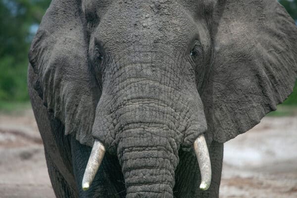 What Do Elephants Use Their Tusks For?