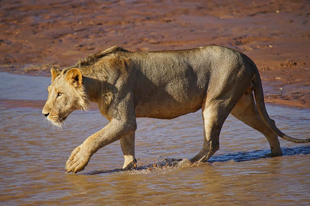 Lioness walking into water