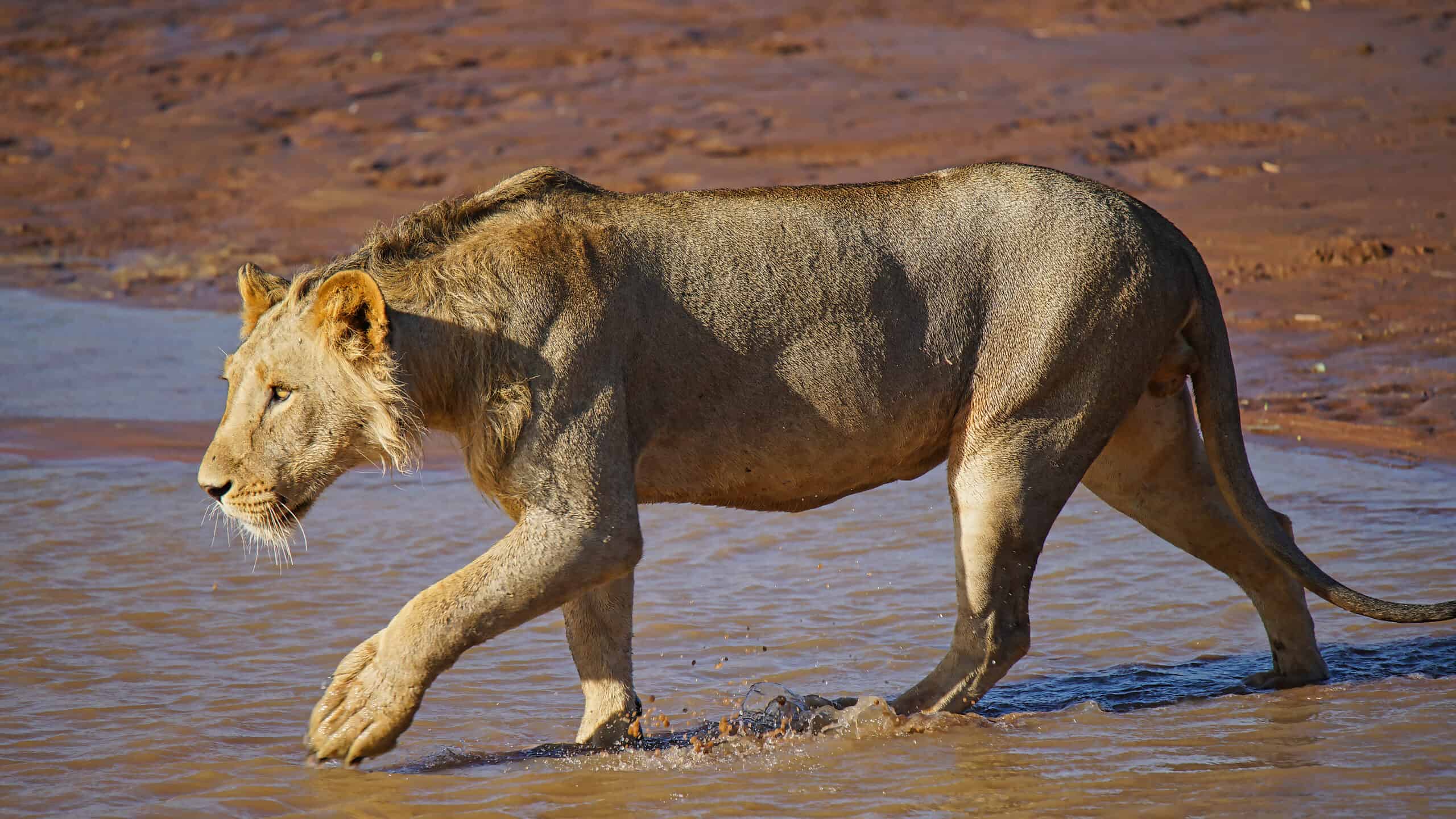 Lioness walking into water