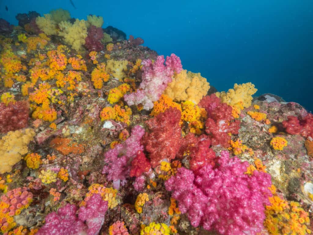 ปะการังดอกคาร์เนชั่นเรียกอีกอย่างว่าปะการังต้นไม้