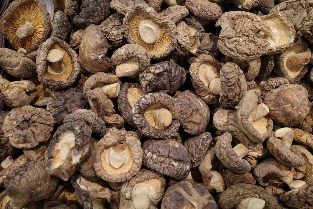 Dried shiitake mushrooms