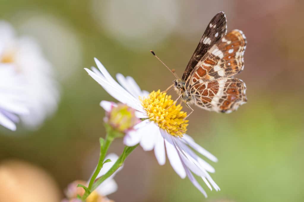 Oxeye Daisy with buttefly sipping nectar from its center