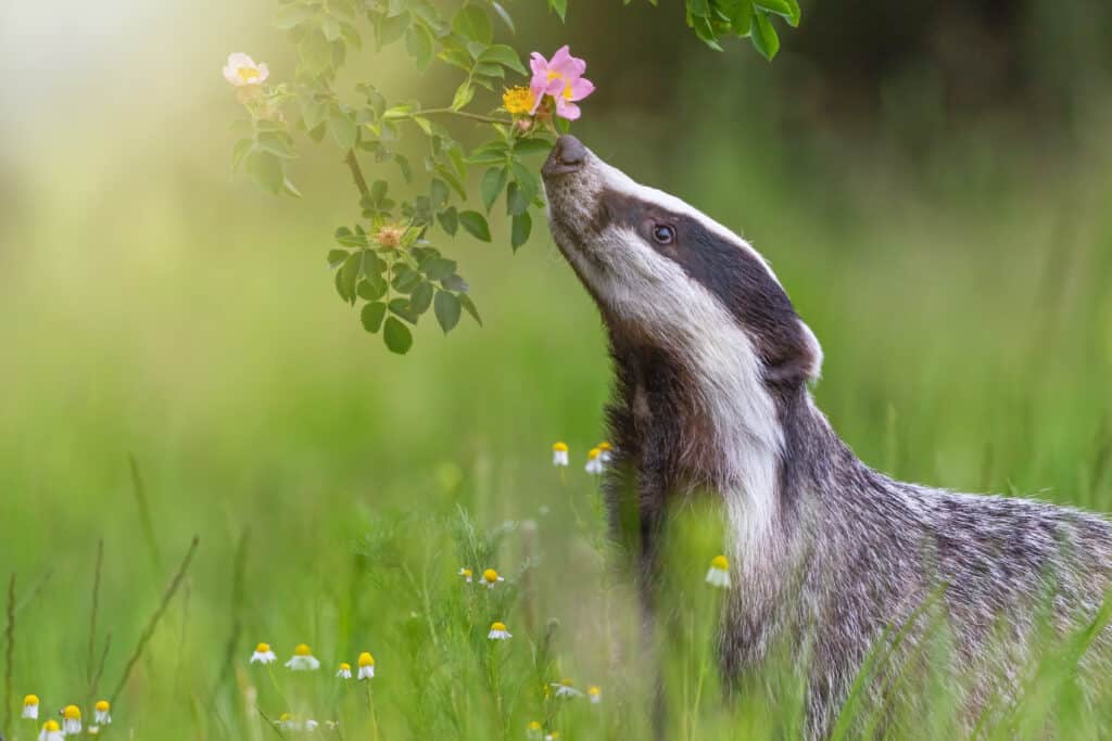 badger