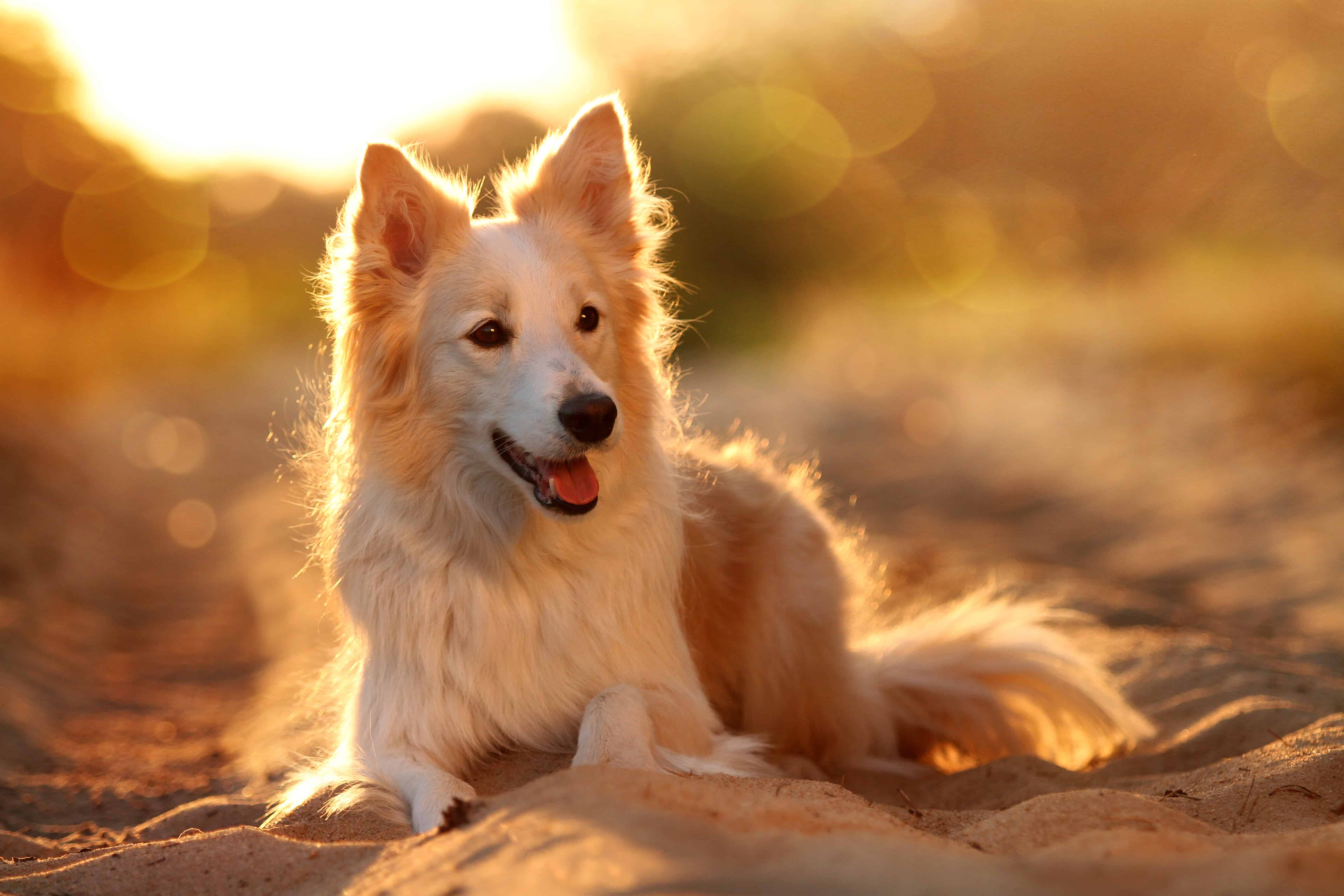 9 Beautiful Types of Collie Dog Breeds - A-Z Animals