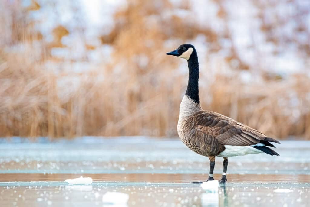 A canada goose, frame right, looking left, is standing with its wings folded on ice, a frozen pond/lake. The goose is mostly gray/taupe with a long dark neck and a white throat. Its feet are not visible.