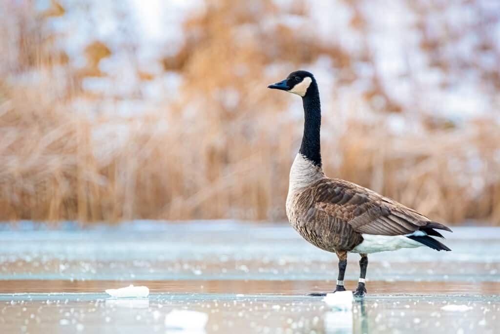 Canada goose clearance bird name origin