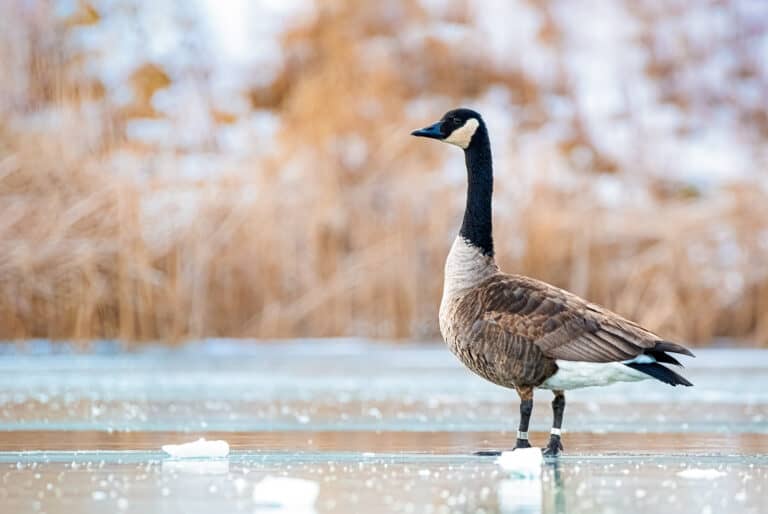 Are Canada Geese Protected? - A-Z Animals