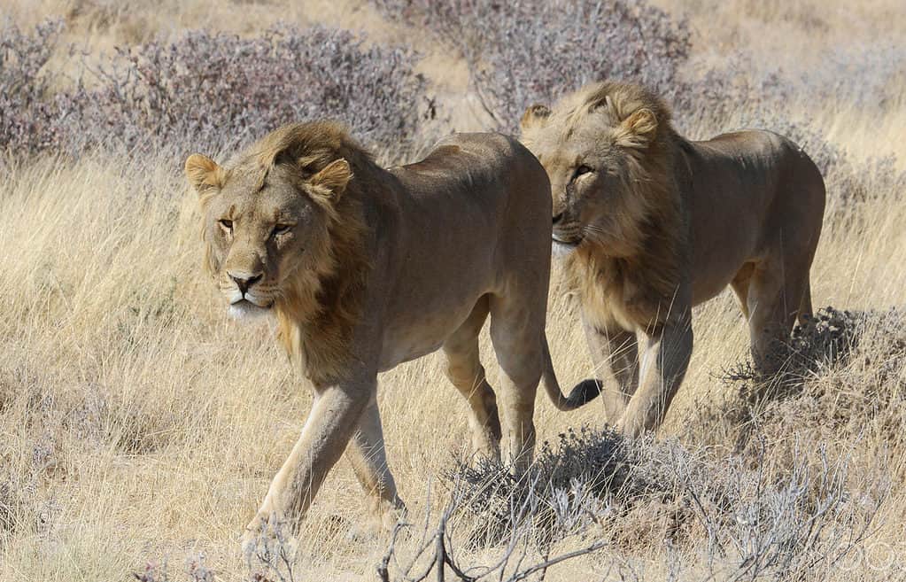 Two lions on grassland