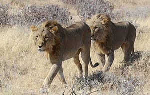 Watch This Trio of Teenage Male Lions Chase Off a Huge Intruder Male Lion photo