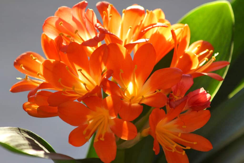 Clivia plant flowers