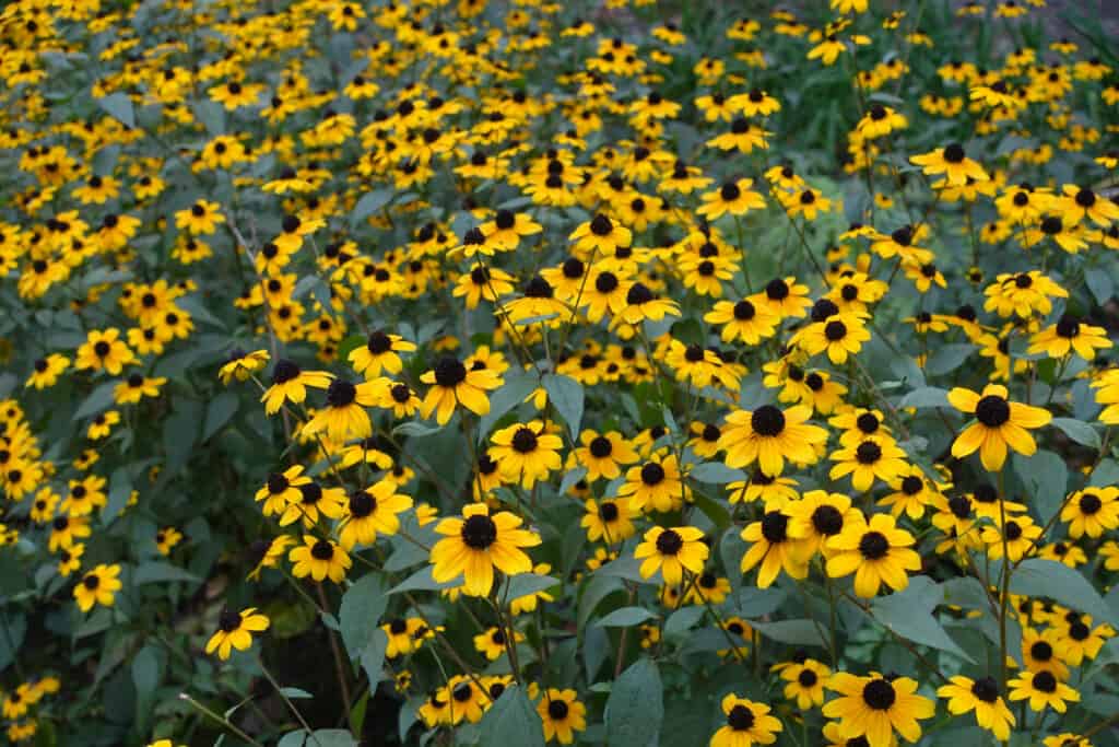 Brown-eyed susans (rudbeckia triloba) growing in a field