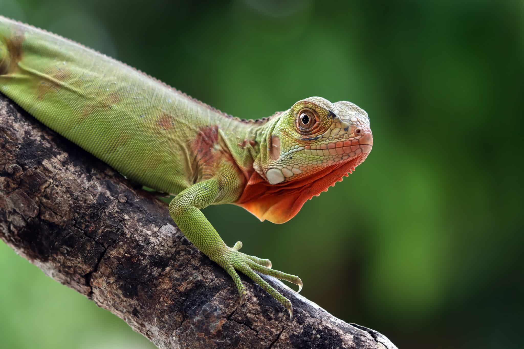 Chinese Water Dragon Facts | Physignathus | AZ Animals