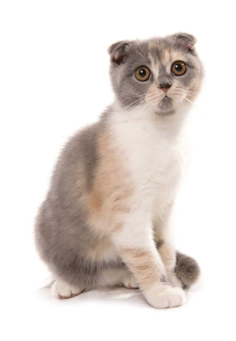 Scottish Fold Cat A Z Animals