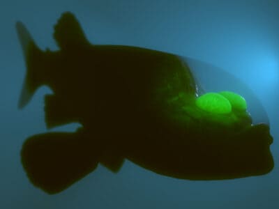 A Barreleye Fish (Barrel Eye)