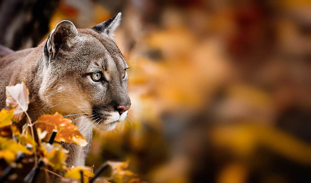 Cougar in fall leaves
