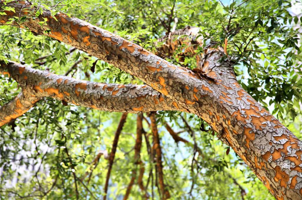 Chinese Elm showing orange bark