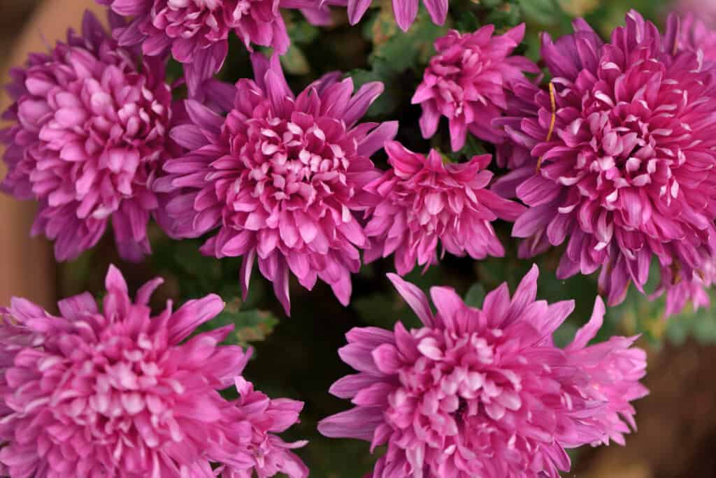 pink chrysanthemums growing together