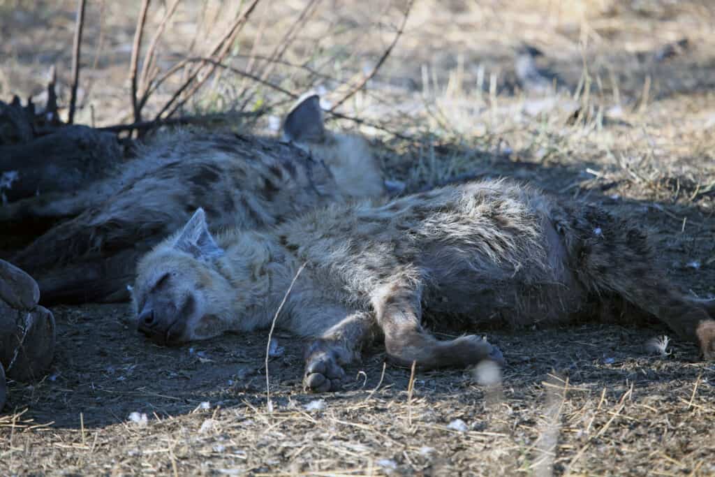 hyenas sleeping