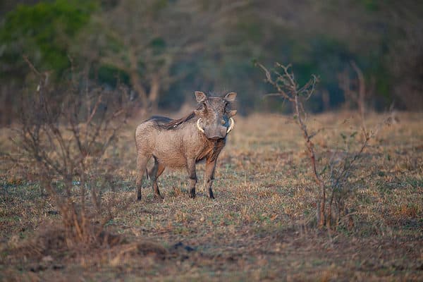 Warthog Runs Straight Into Two Adult Lions and is Gone In A Flash - AZ ...