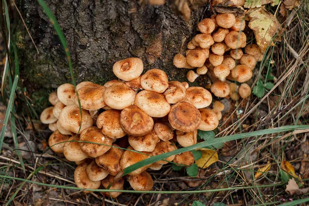 Honey mushroom caps often have faded spots or scales.