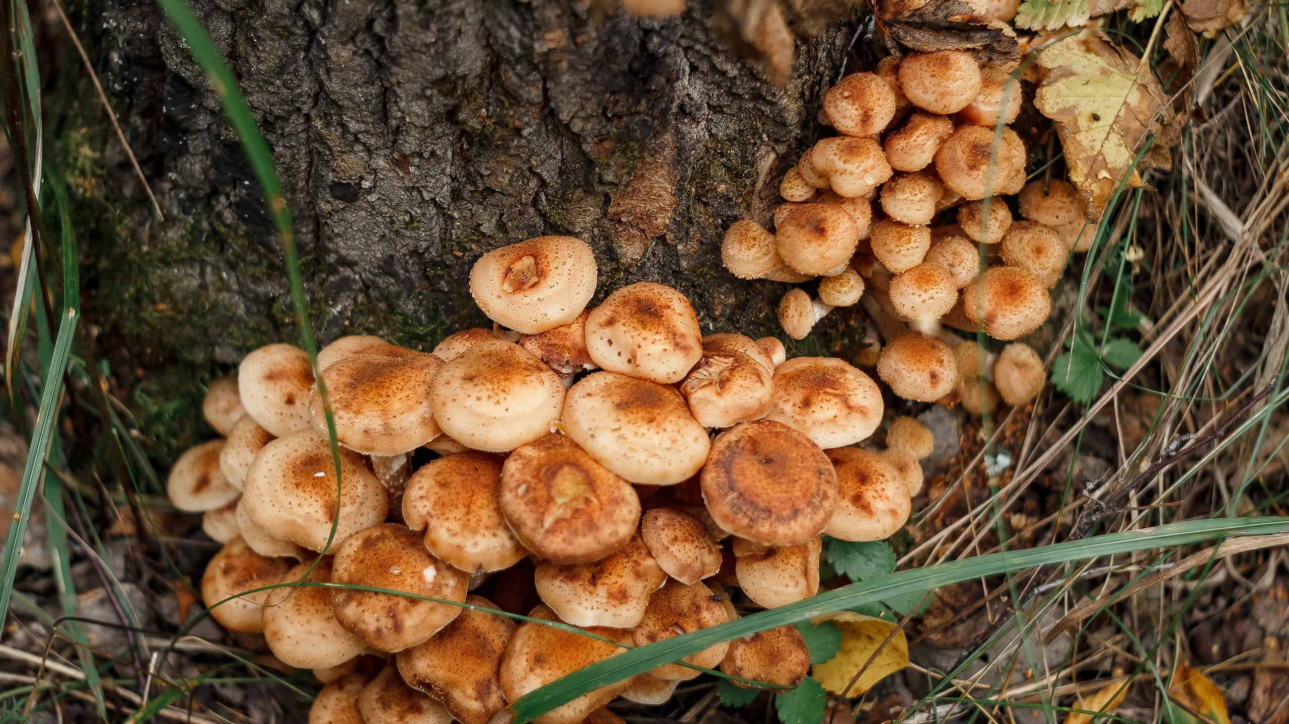 Armillaria mellea, commonly known as honey fungus, growing at the base of a tree