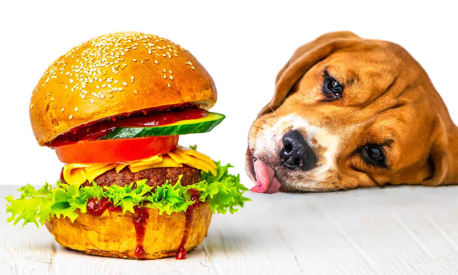 No, Dogs Can't Eat Ketchup Safely. 3 Reasons Why AZ Animals