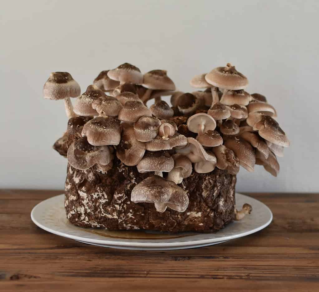 Shiitake mushrooms growing on a plate