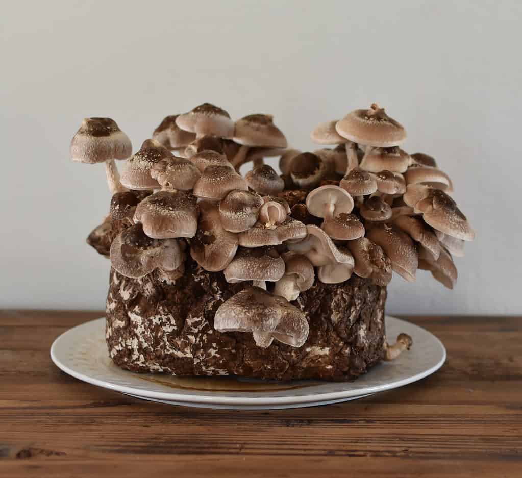 5 Things You Need to Know About Shiitake Mushrooms and How They'll H –  Shroomeats