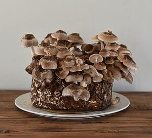 Shiitake Mushrooms: A Complete Guide