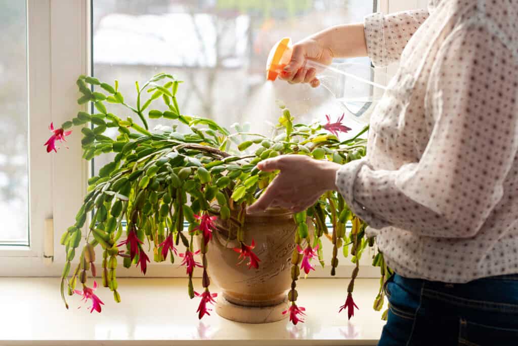 Woman spraying with water green leaves of succulent Thanksgiving Cactus, Christmas cacti. Indoor potted fresh plants on the windowsill in the sunlight.