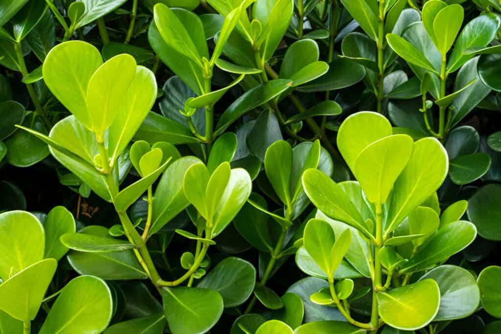 Buxus microphylla var. japonica or winter green boxwoods have rounded leaf shapes