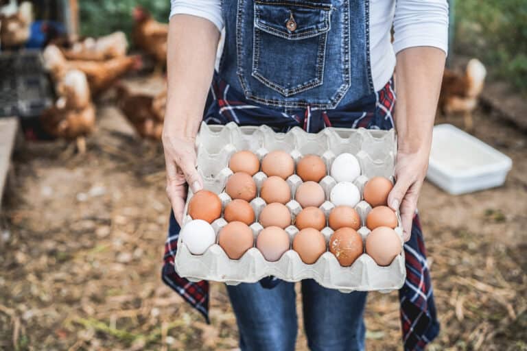 A light skinned person wearing blue denim bib overalls and a 3/4 length sleeve while shirt hiding a gray cardboard container with a mix of brown and white egg. The front row has six eggs ! white egg on the left, followed by five brown eggs. The next row back has sx brown eggs. The third row hast an empty space on the left, followed by three brown eggs a white egg, and another brown egg, The four row has an empty space at each end with (L-R) three brown eggs flowed by one white egg. The fifth row is completely empty. Indistinct farm-like background.