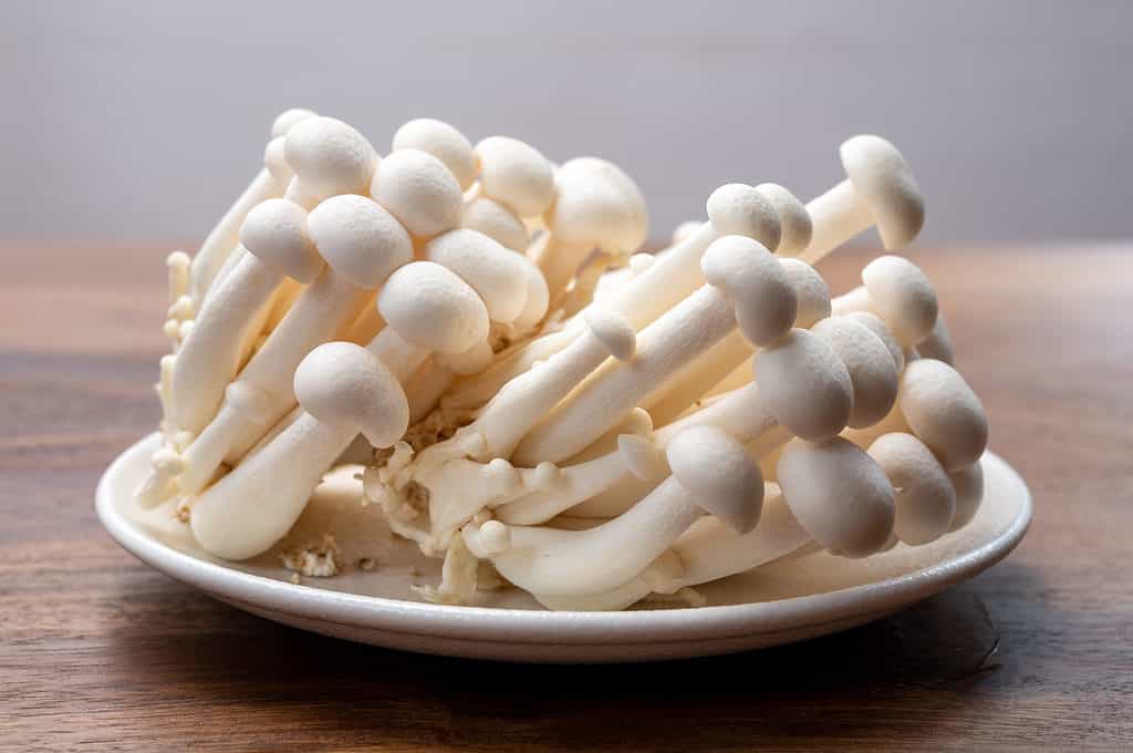 White beech mushrooms isolated on white plate