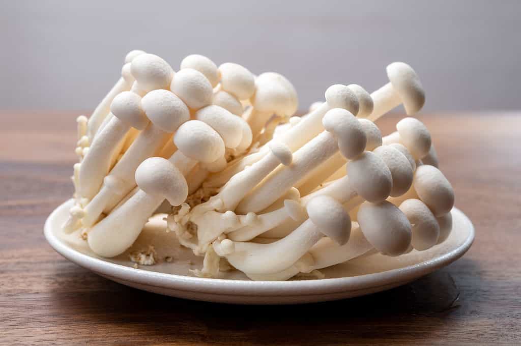 Chinese mushrooms, Enoki,Hon-shimeji and Shitake isolated on a