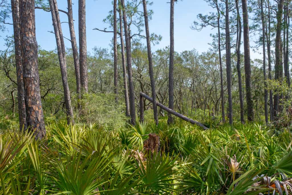 Pine trees and palmettos along Pine Beach Trail in Bon Secour National Wildlife Refuge in Gulf Shores, Alabama, USA