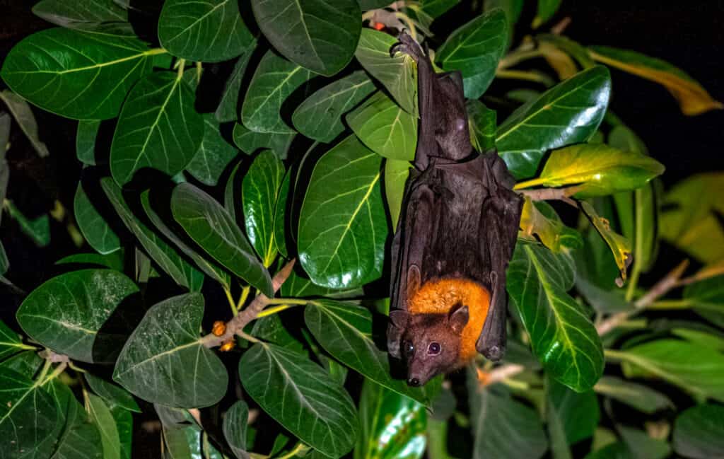 Megabats constitute the family Pteropodidae 