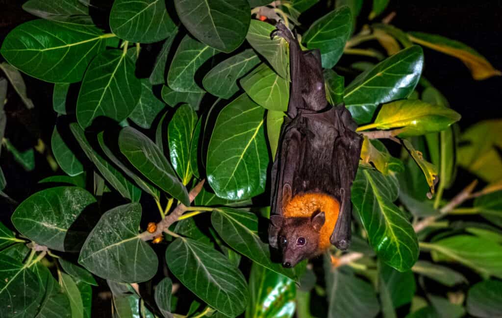 Megabats constitute the family Pteropodidae