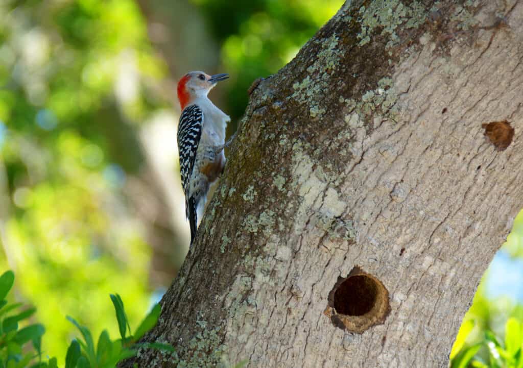 A red-bellied woodpecker high center frame perched on the trunk of a laurel oak., near its nesting hole in the trees trunk. The bark of the tree is relatively smooth and light gray. Indistinct greenery comprises the background.
