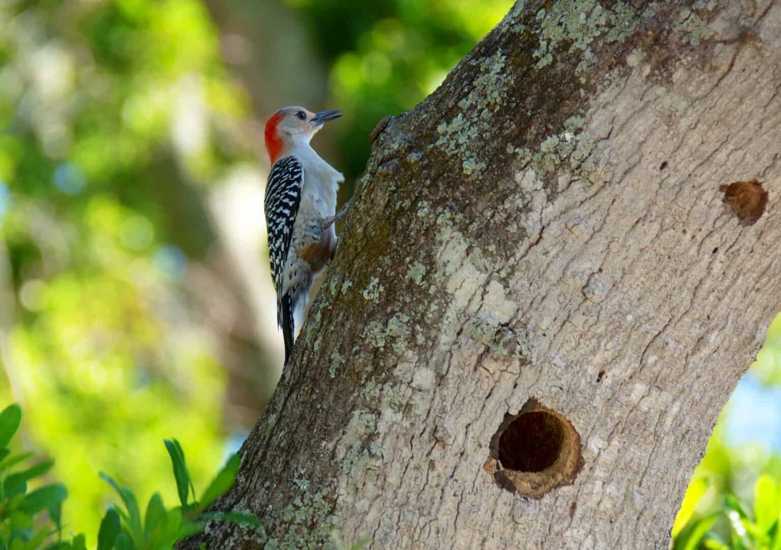 9 Woodpeckers in Wisconsin (Pictures, ID Guide, and Common Locations ...