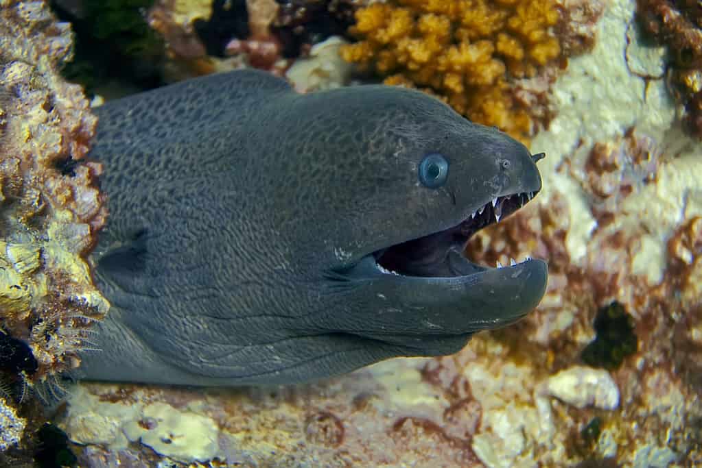 Eel teeth