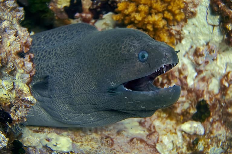 Eel teeth