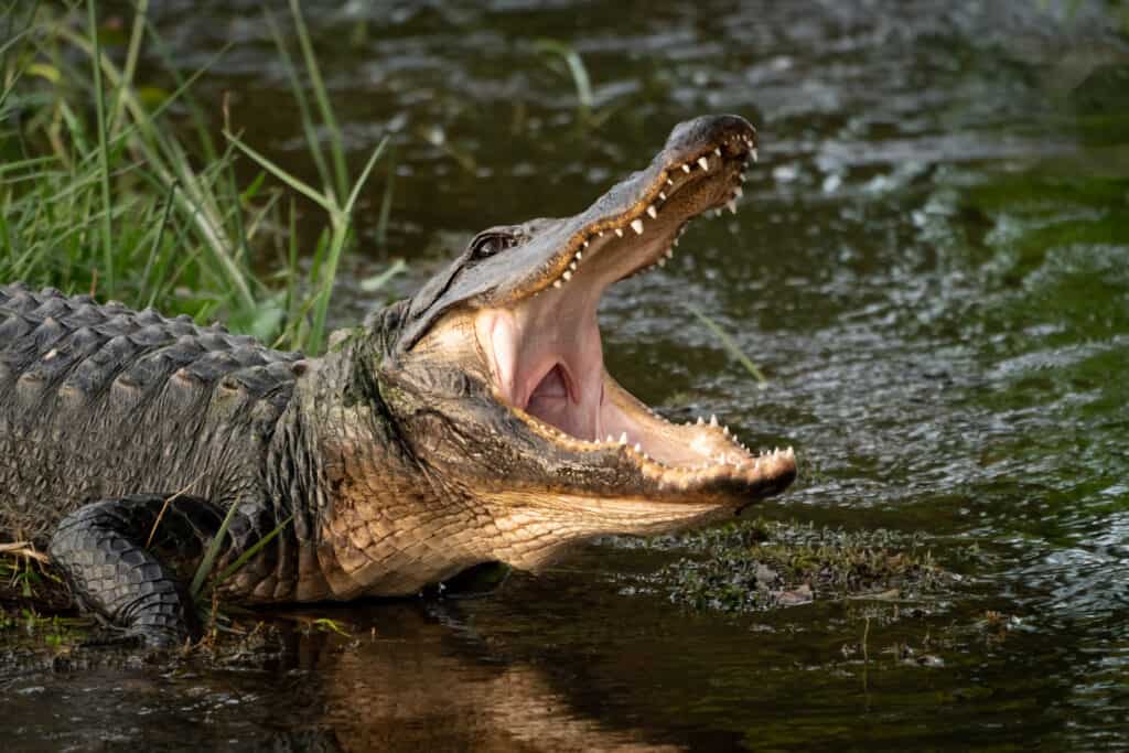 alligator with its mouth hanging open