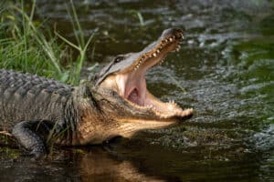 Watch This Alligator Say “Not Today” and Quickly Attack Its Would-Be Capturer Picture