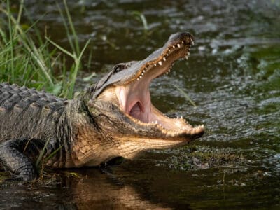 A See A Florida Man Pry an Alligator’s Jaws Open To Save His Puppy